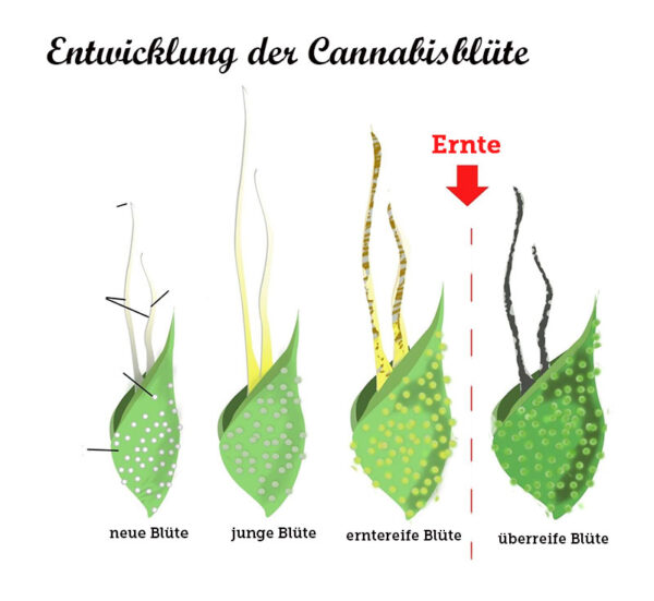erntereif-Cannabis