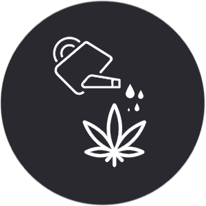 Bewässerung Cannabispflanzen