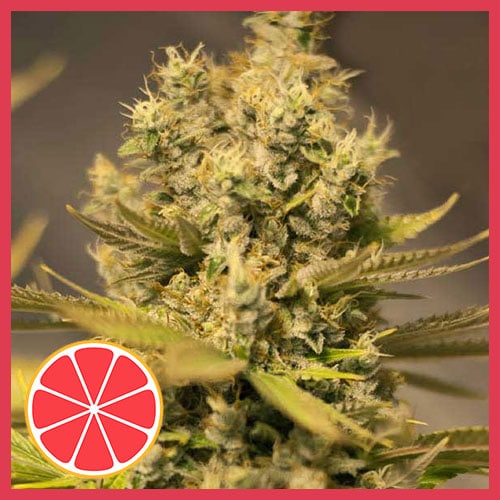 Grapefruit Free Seeds