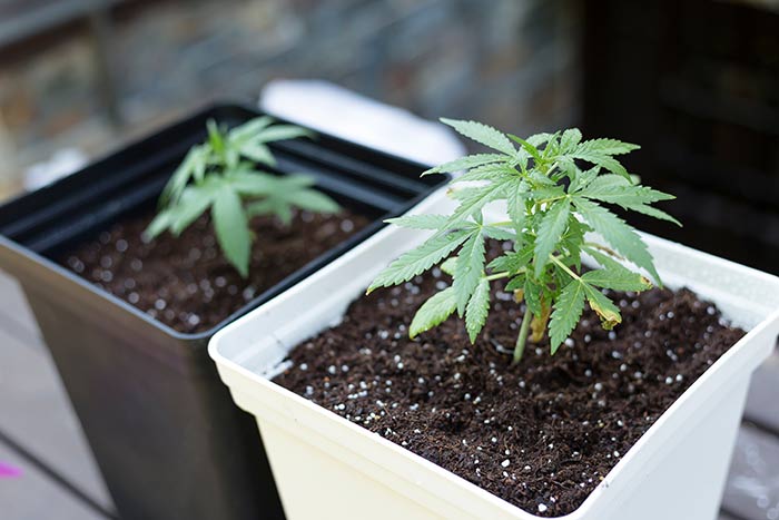 Cannabis-fertilizer-indoor
