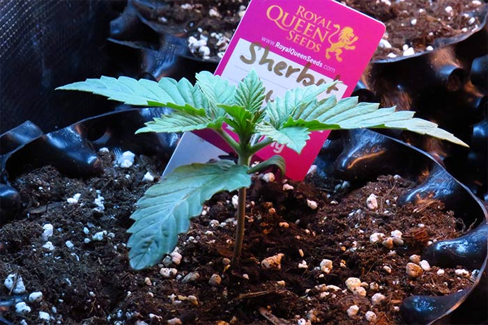 Sherbet-Queen-Cannabissorte-beeren