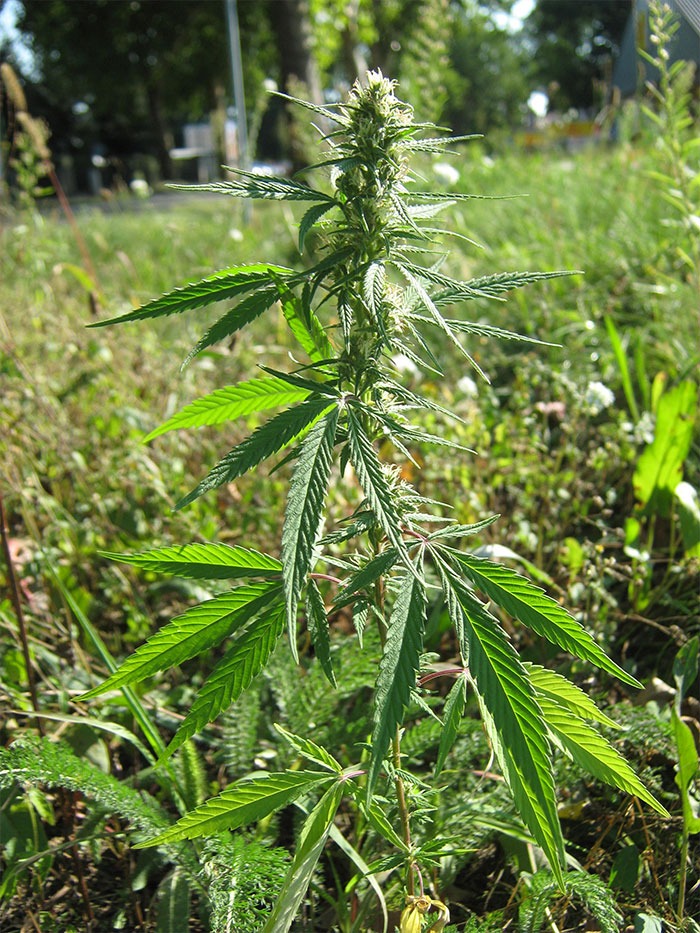 wilde-Cannabis-ruderalis