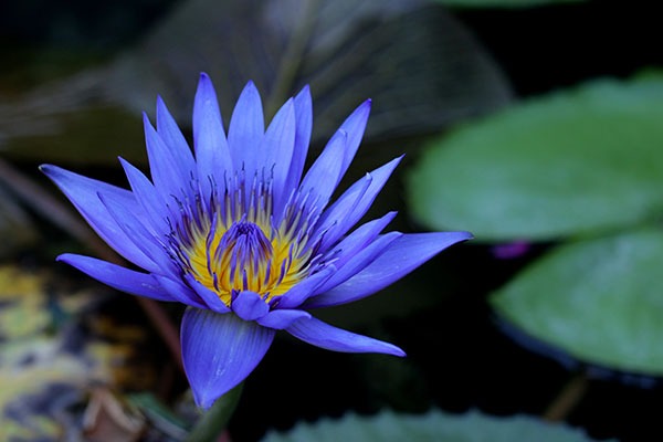 Blue Lotus Cannabis