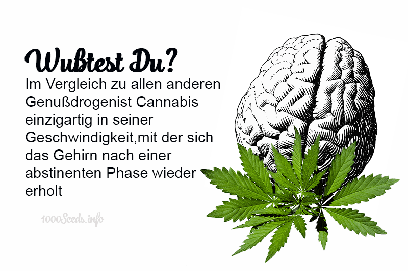 Gehirn Cannabis high