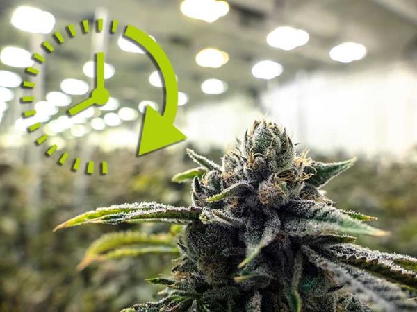Light cycle cannabis plants