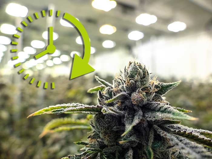 Lichtzyklus-Cannabispflanzen