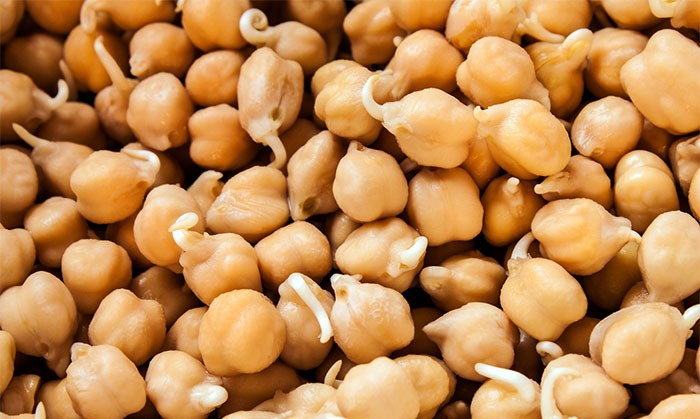 Sprouted chickpeas