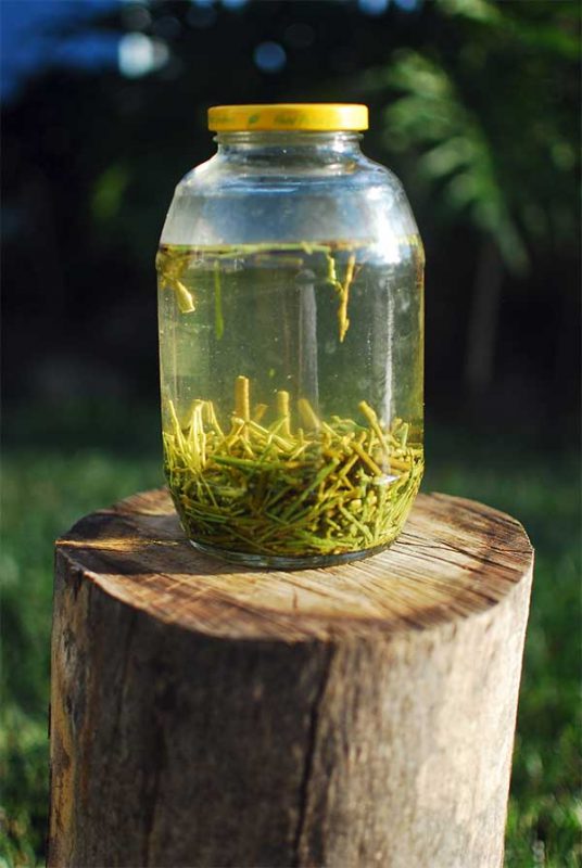 Weidenwasser-Stecklinge-Cannabis