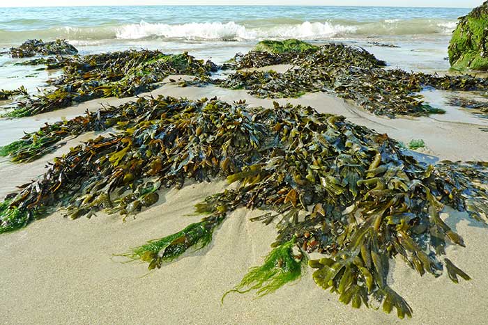 seaweed-Cannabis
