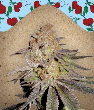 Cherry Pie female Seeds