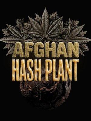 Afghan Hash Plant Auto (Barney's Farm), autoflowering Samen