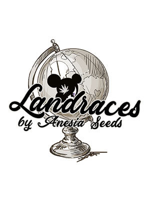 Landraces-by-Anesia