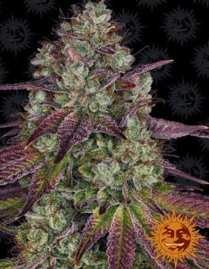 Mimosa Evo von Barneys Farm