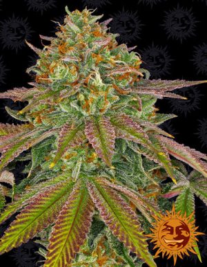 Wedding Cake von Barneys Farm