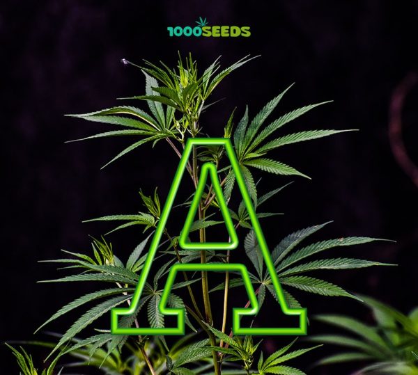 Cannabis-Glossar-A