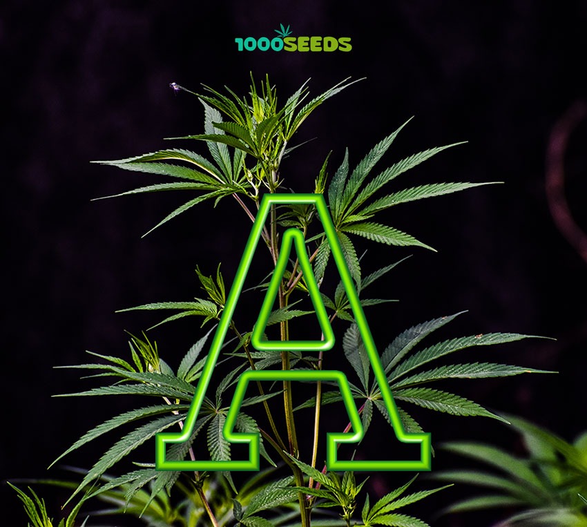 Glosario del cannabis-A