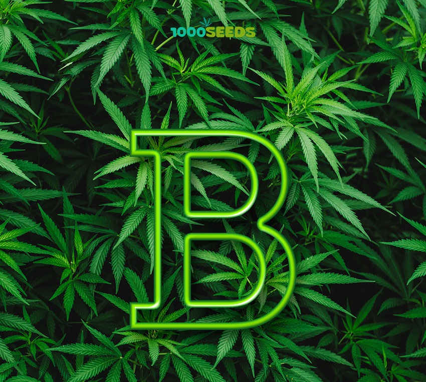 Cannabis-Glossar-B