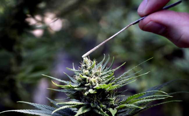 Pollinating-Cannabis