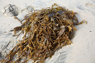 Seaweed-for-Cannabis