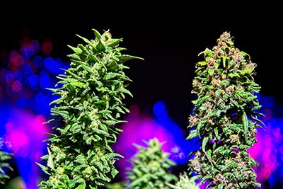 autoflowering-Cannabissorten
