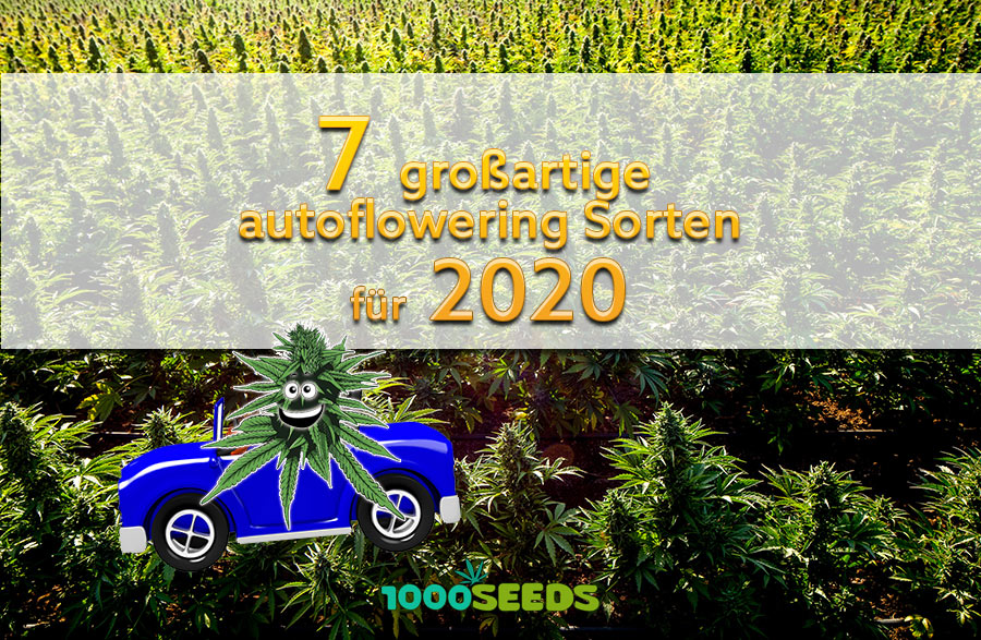 autoflowering varieties-2020