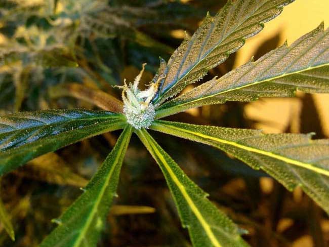bud-am-leaf-cannabis