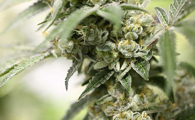 flower-boost-cannabis