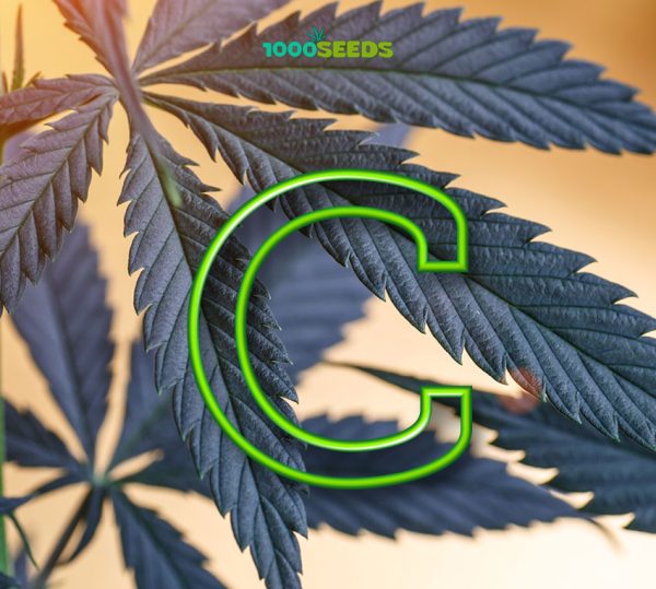 Cannabis-Glossary