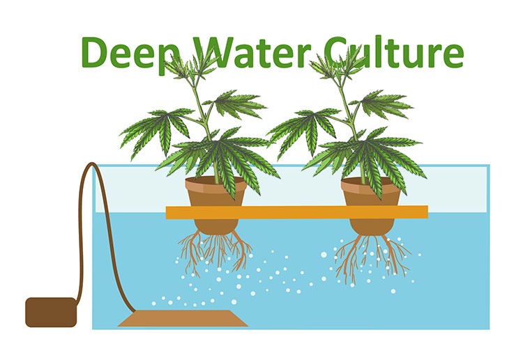 Cultivo en aguas profundas