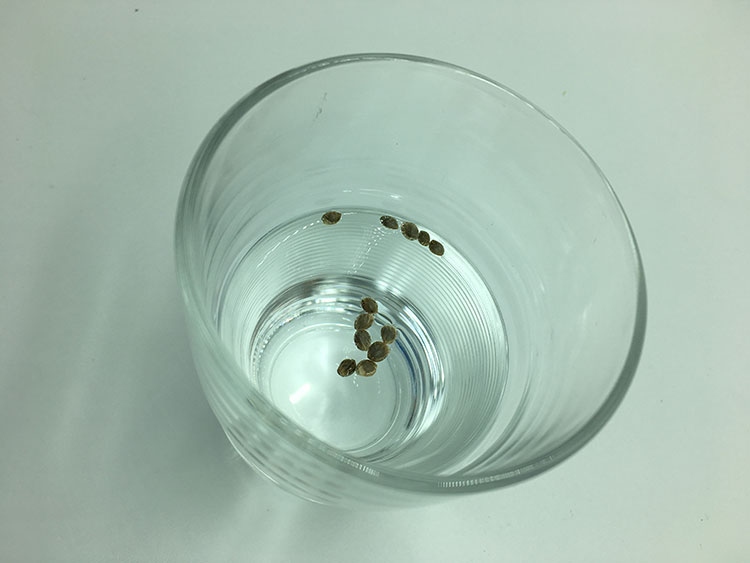 Cannabis Seeds in Water