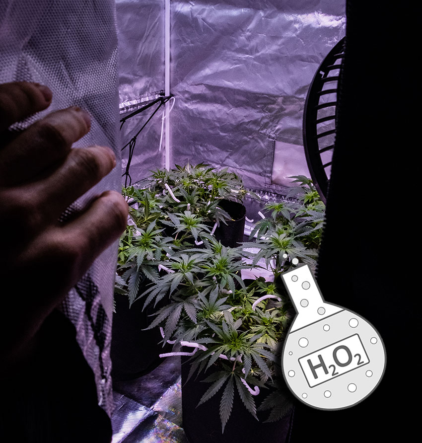 H2O2-growing-Cannabis
