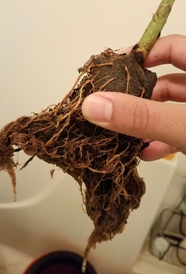 root-rot-Cannabis