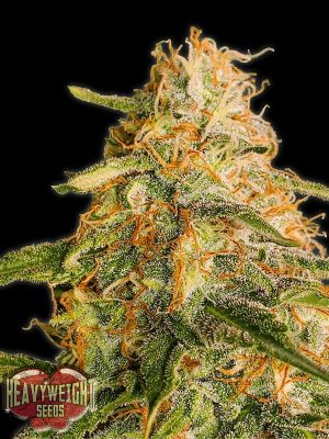 Tropic Punch Heavy Weight Seeds
