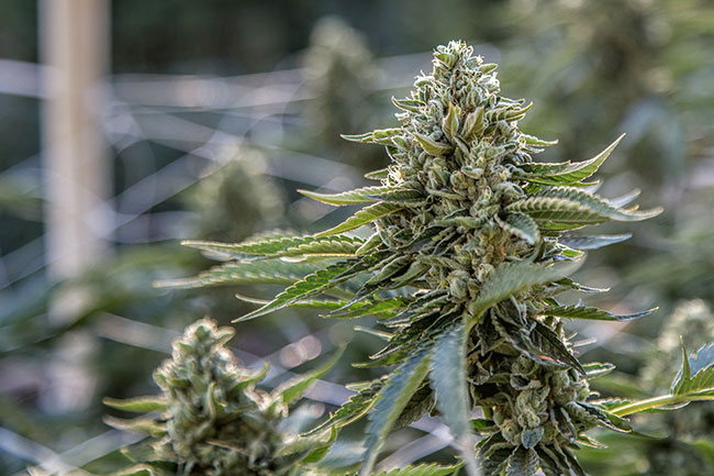 Cannabispflanzen abstand