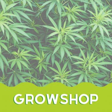 Growshop-Anbau-1000Seeds