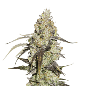 Runtz von Seedstockers