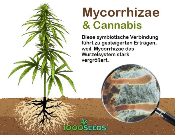 Mycorrhizae-and-cannabis