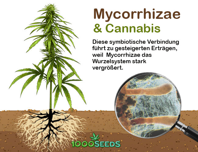 Mycorrhizae-und-Cannabis