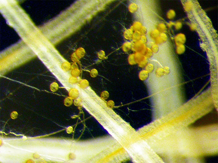 Mykorrhizae-fungi
