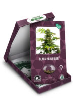 Black-Harlequin