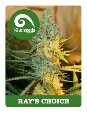 Semillas de kiwi Rays-Choice