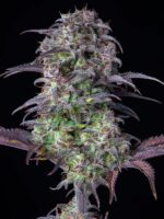 blueberry-Auto-Fast-Buds