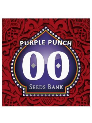Purple-Punch-00Seeds