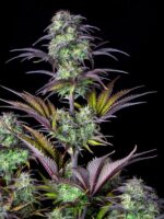 blueberry-Auto-Fast-Buds