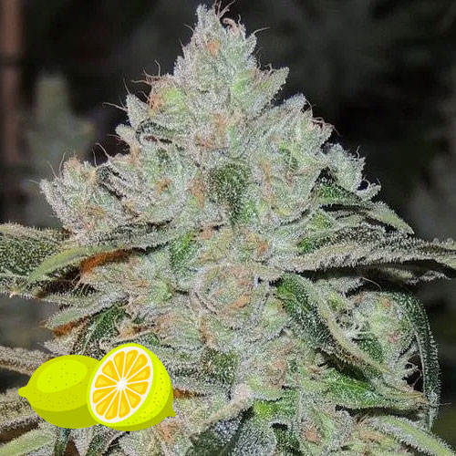 lemon Skunk Free Seeds