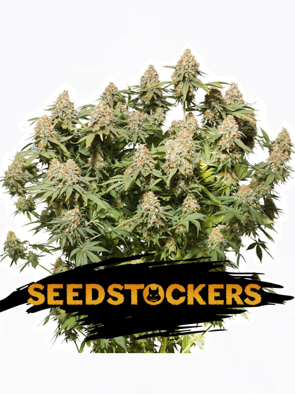 Seedstockers-Moby-Dick