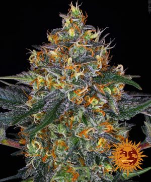 Moby Dick Auto (Barney`s Farm) feminisierte Samen