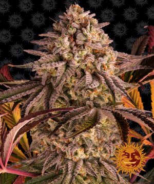 Blue Sunset Sherbert (Barney’s Farm) - feminisierte Samen