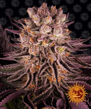 Mimosa x Orange Punch (Barney’s Farm) - feminisierte Samen