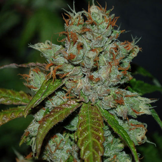 Auto-Amnesia-1000Seeds Auto-Amnesia-1000Seeds